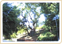 Zelkova serrata