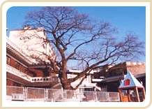 Pagoda tree